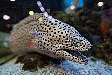 《黑暗笔录》2023年1月6日上线 登陆移动端和Steam